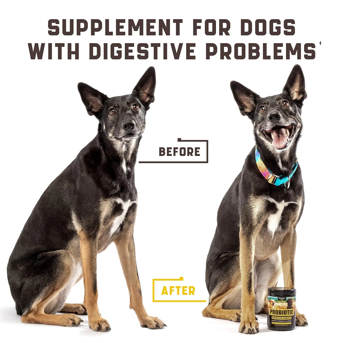Probiotics For Dogs